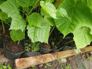 이기자농장님의 작성글 사진