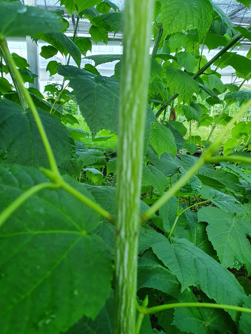 장터 상품 [벌나무 (산청목,산겨릅나무)] 썸네일