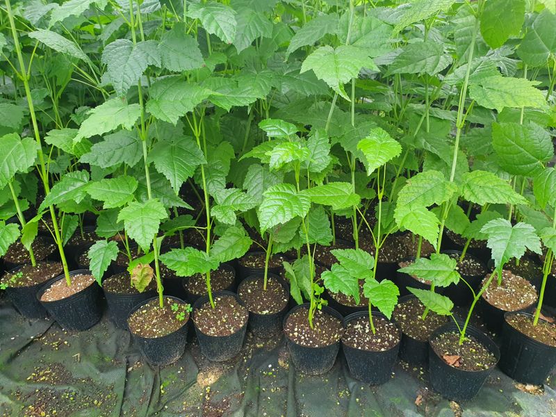 이기자농장님의 장터 판매 상품 [벌나무 (산청목,산겨릅나무)] 첨부 사진