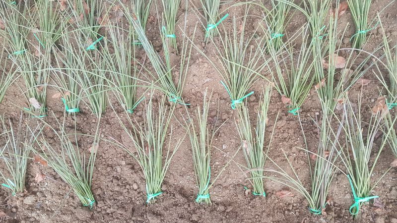 이기자농장님의 장터 판매 상품 [벌나무 (산청목,산겨릅나무)] 첨부 사진