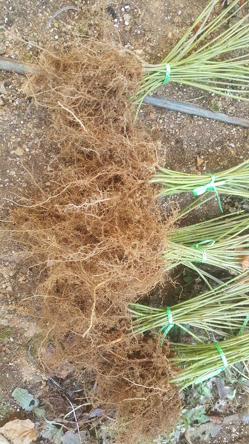 이기자농장님의 장터 판매 상품 [벌나무 (산청목,산겨릅나무)] 첨부 사진