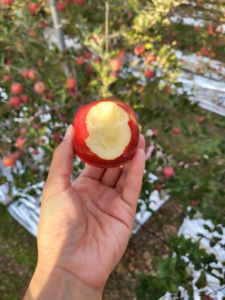 하늘아래사과나무님의 작성글 사진