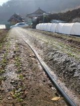 팜모닝 시금치·일상 게시글 이미지