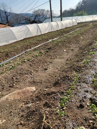 김윤철님의 시금치 · 일상 작성글 사진