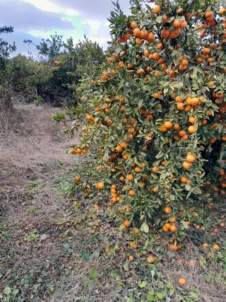 대정골귤꽃농원님의 작성글 사진