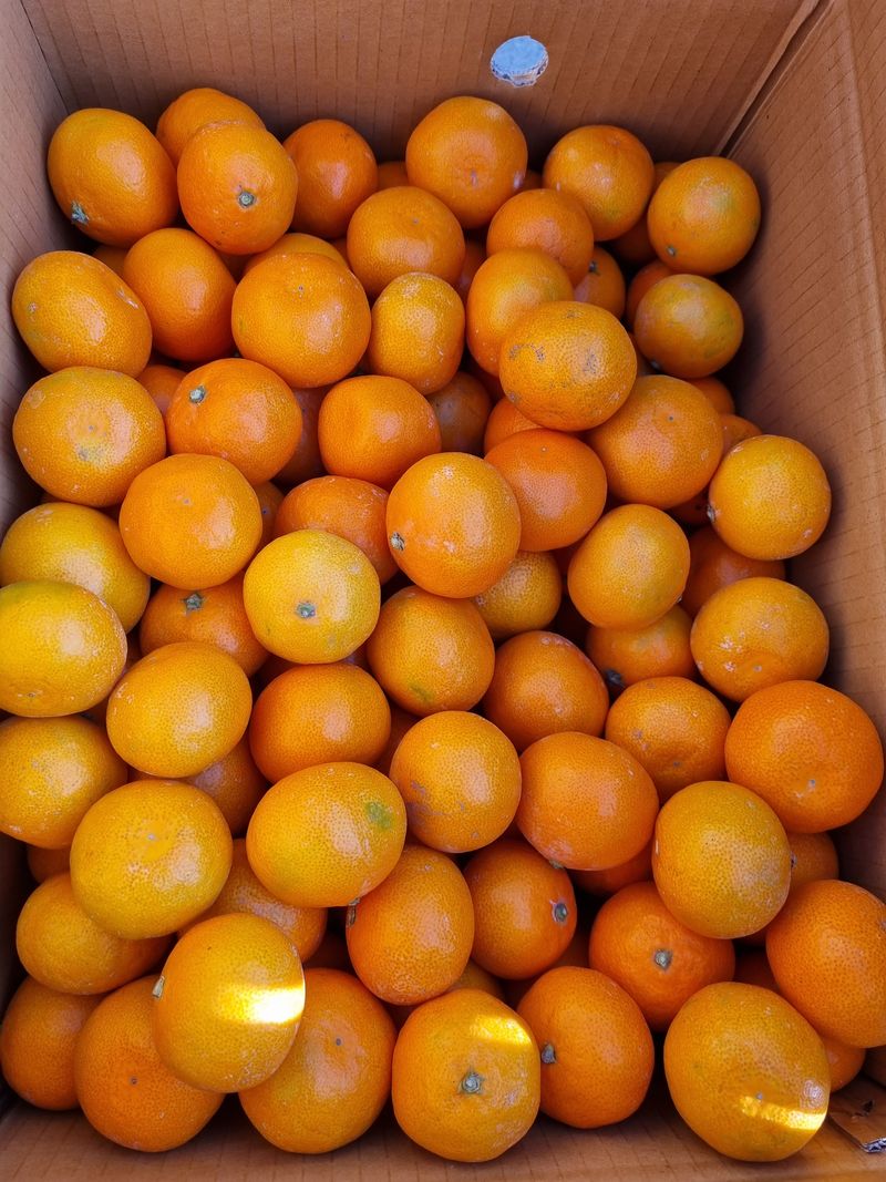 박종례님의 장터 판매 상품 [여러분들의 성원에 힘입어 귤이 소진 되었습니다.올11월중순쯤 인사 올리겠습니다^♡^] 첨부 사진