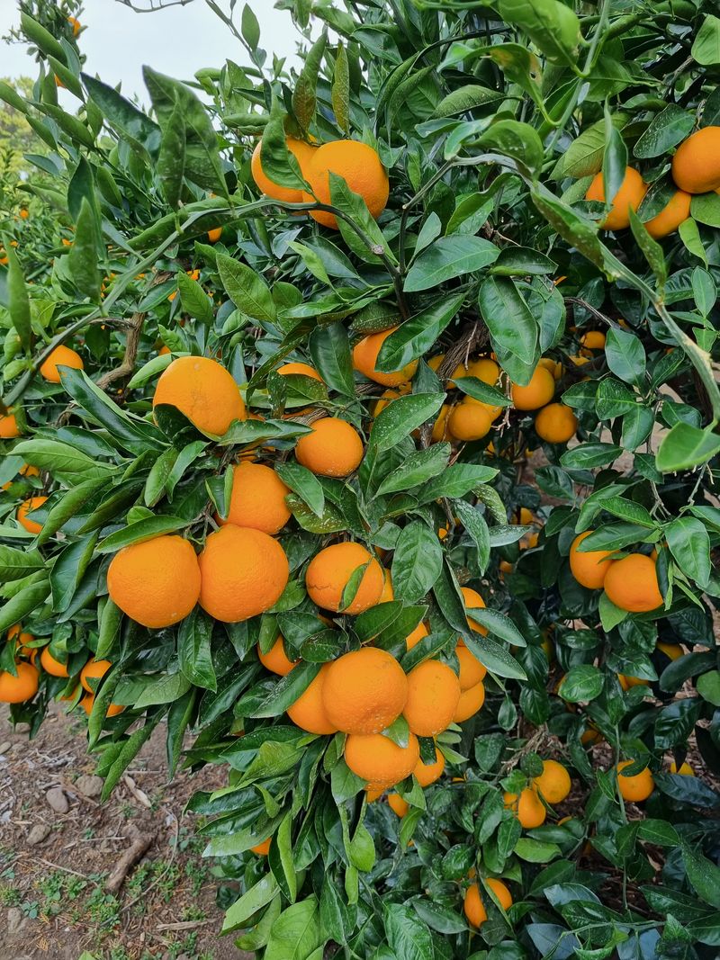 박종례님의 장터 판매 상품 [여러분들의 성원에 힘입어 귤이 소진 되었습니다.올11월중순쯤 인사 올리겠습니다^♡^] 첨부 사진