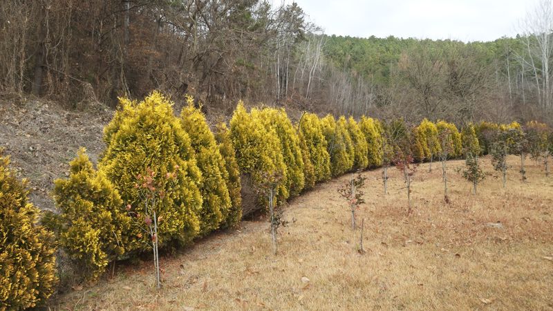사랑은꿈님의 장터 판매 상품 [황금측백나무] 첨부 사진