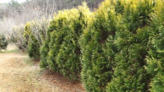 사랑은꿈님의 작성글 사진