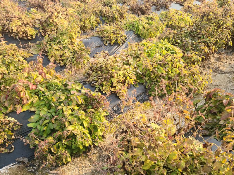 단삼님의 장터 판매 상품 [약초 단삼 1kg] 첨부 사진