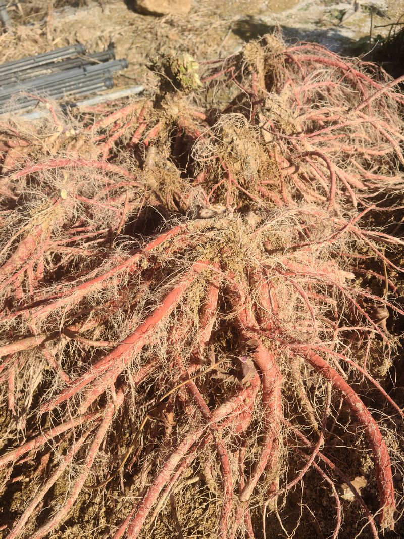 단삼님의 장터 판매 상품 [약초 단삼 1kg] 첨부 사진