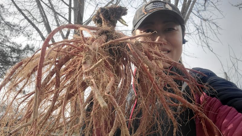 장터 상품 [약초 단삼 1kg] 썸네일