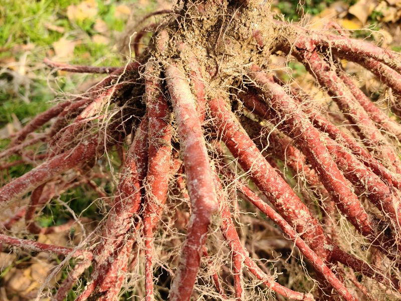 단삼님의 장터 판매 상품 [약초 단삼 1kg] 첨부 사진