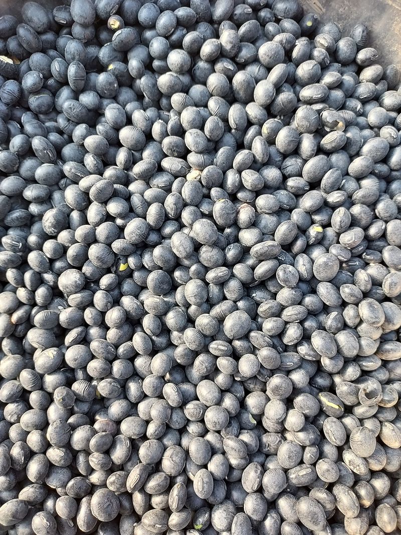 장터 상품 [서리태   판매합니다 ,판매완료] 썸네일