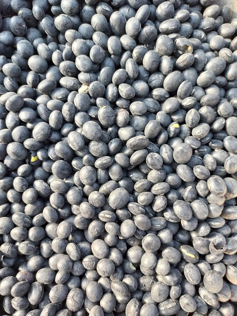 김재중님의 장터 판매 상품 [서리태   판매합니다 ,판매완료] 첨부 사진