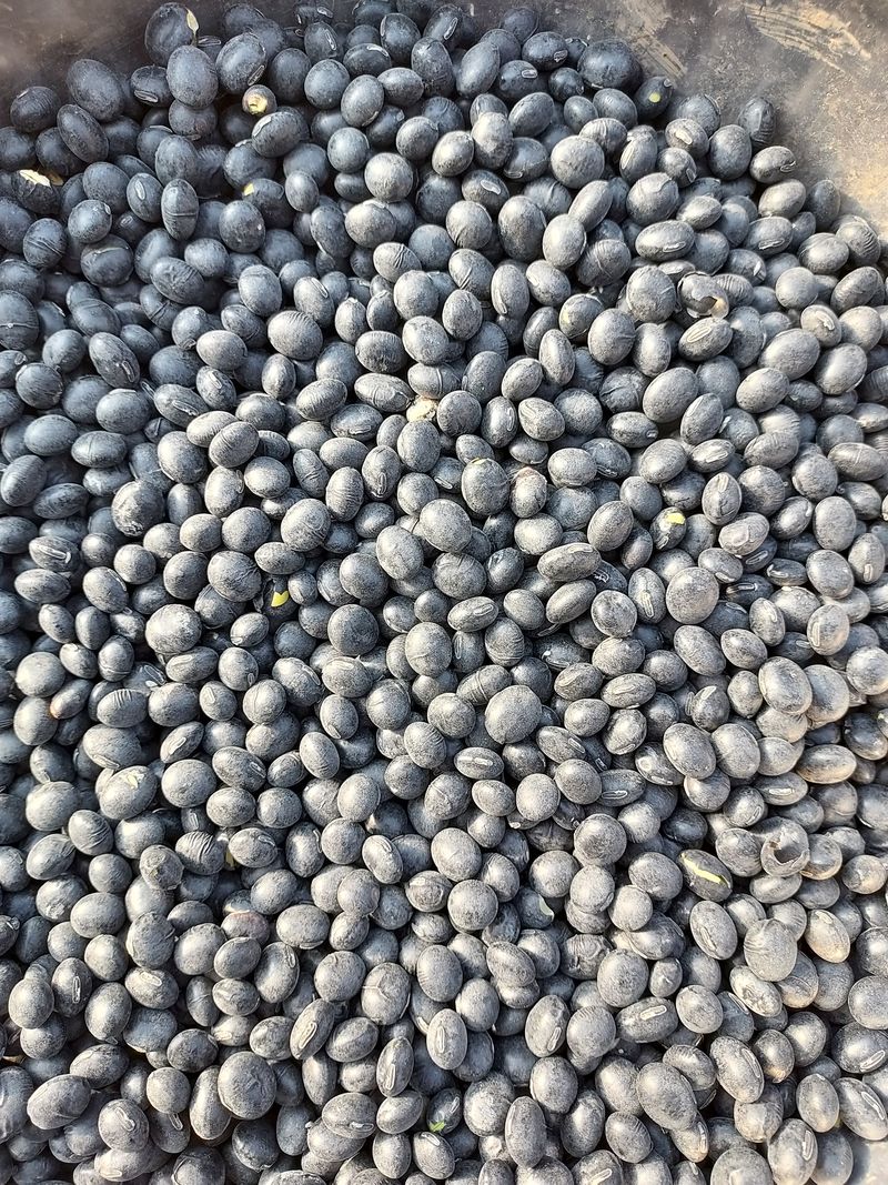 김재중님의 장터 판매 상품 [서리태   판매합니다 ,판매완료] 첨부 사진