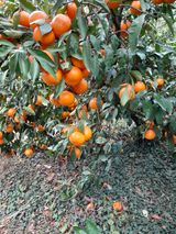 팜모닝 · 게시글 이미지