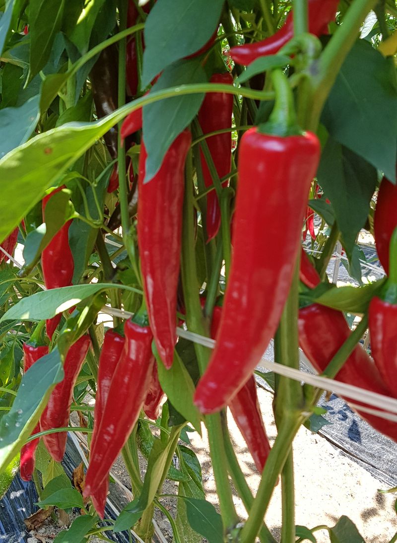 강화댁님의 장터 판매 상품 [고추가루 4.2키로] 첨부 사진