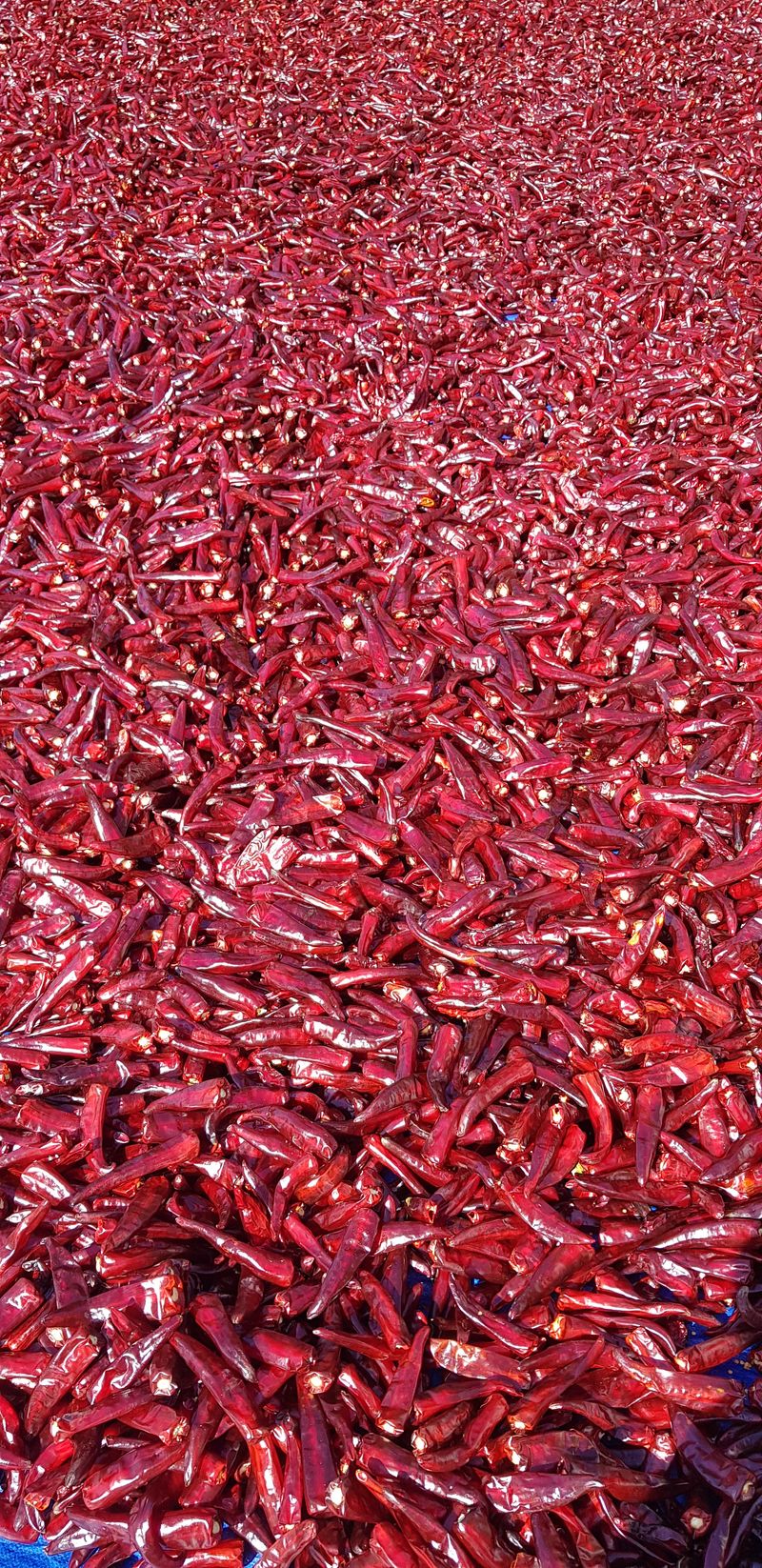 장터 상품 [고추가루 4.2키로] 썸네일