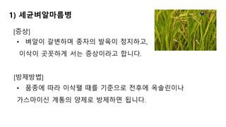 알 수 없음님의 벼 · 병해충상담 작성글 사진