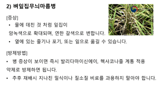 알 수 없음님의 벼 · 병해충상담 작성글 사진