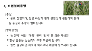 알 수 없음님의 벼 · 병해충상담 작성글 사진