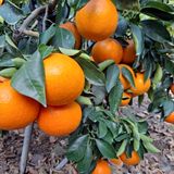 팜모닝 · 게시글 이미지