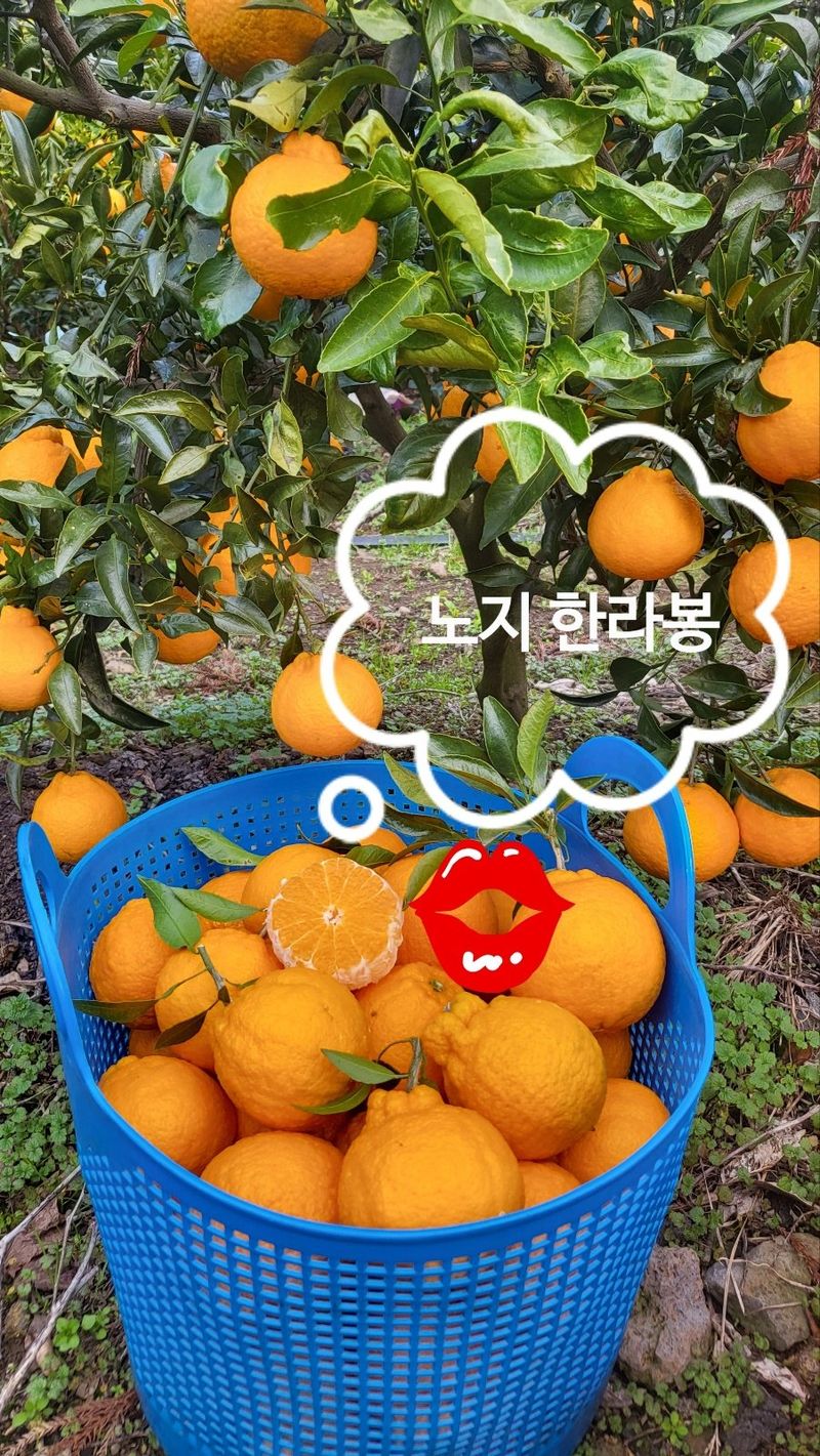 한라봉님의 장터 판매 상품 [  한라봉ㆍ황금향] 첨부 사진