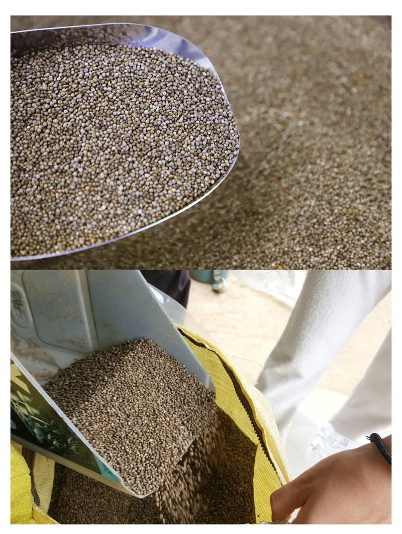 장터 상품 [국내산 들깨  6kg(한말)] 썸네일