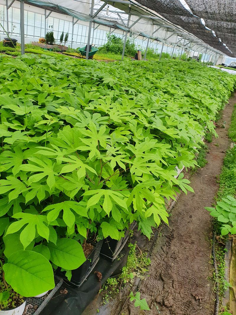 장터 상품 [가시없는엄나무(포트묘)1주2년생] 썸네일