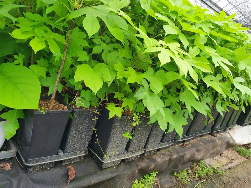 이기자농장님의 장터 판매 상품 [가시없는엄나무(포트묘)1주2년생] 첨부 사진