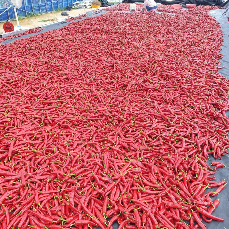 장터 상품 [고추가루10근6키로] 썸네일