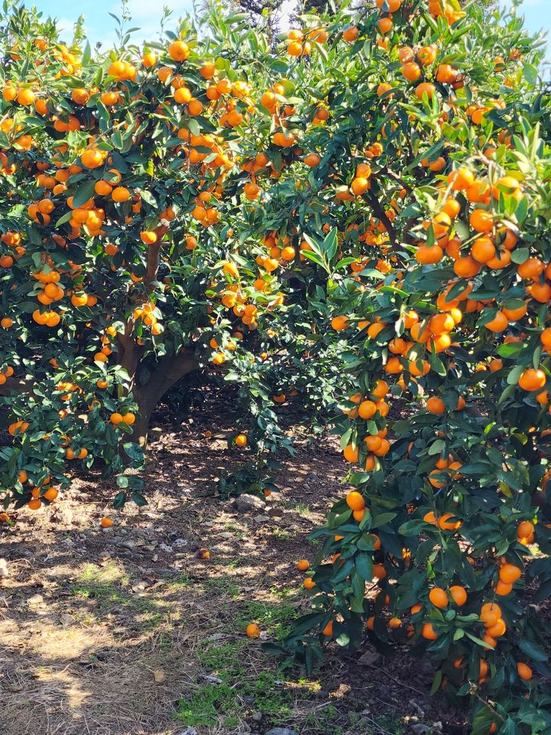 장터 상품 [🍊당도 높은 맛있는 서귀포  조생 감귤🍊  10kg ] 썸네일