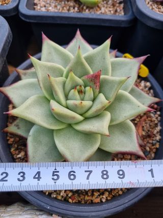 육이사랑님의 기타작물 · 병해충상담 작성글 사진