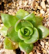 팜모닝 기타작물·병해충상담 게시글 이미지