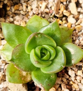 육이사랑님의 기타작물 · 병해충상담 작성글 사진