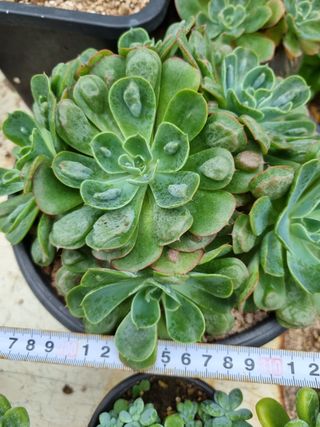 육이사랑님의 기타작물 · 병해충상담 작성글 사진