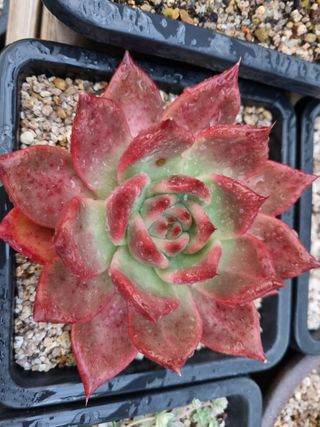 육이사랑님의 기타작물 · 병해충상담 작성글 사진