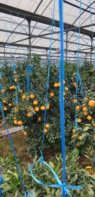 이건혁님의 귤 · 수확 작성글 사진