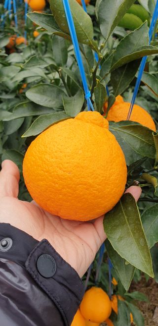 이건혁님의 귤 · 수확 작성글 사진