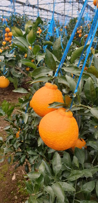 이건혁님의 귤 · 수확 작성글 사진