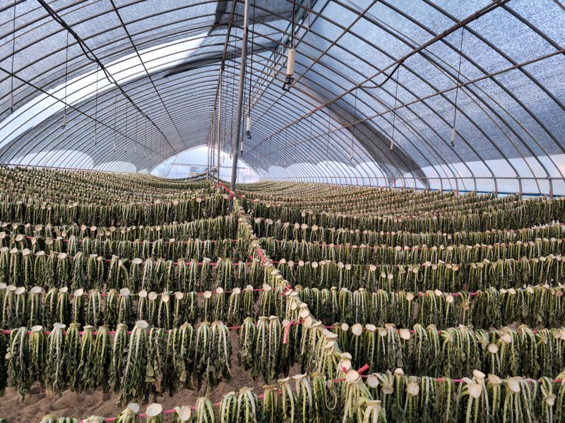 진부부락님의 장터 판매 상품 [[2022년 햇 시래기] 강원도 오대산 무청 건시래기 1kg] 첨부 사진