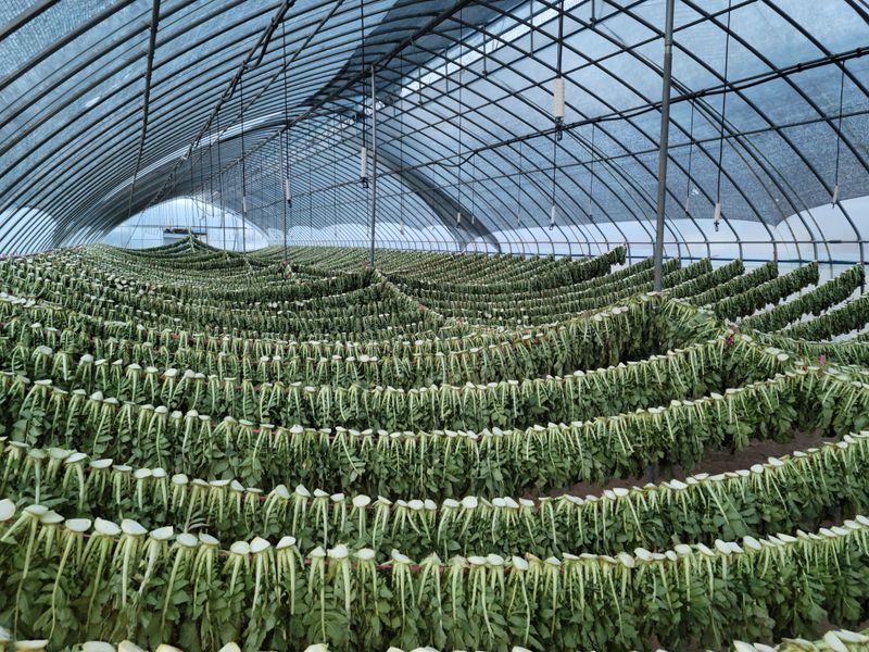 진부부락님의 장터 판매 상품 [[2022년 햇 시래기] 강원도 오대산 무청 건시래기 1kg] 첨부 사진