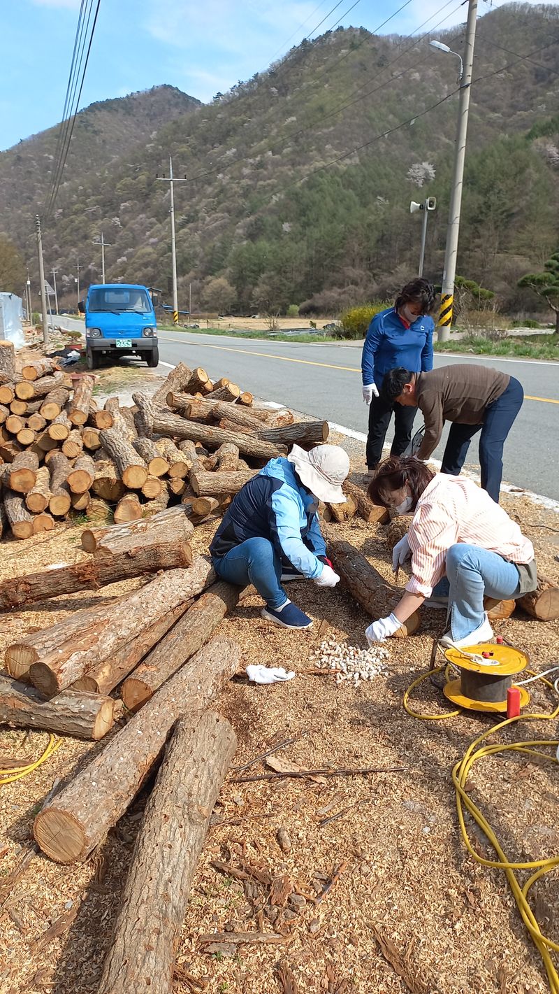 장터 상품 [표고나무분양] 썸네일
