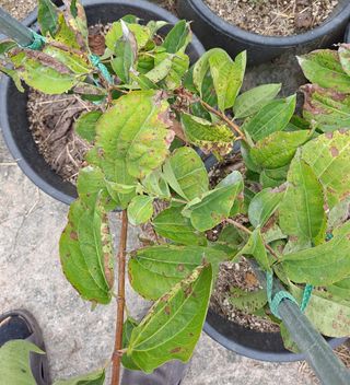 금숙이님의 기타작물 · 병해충상담 작성글 사진