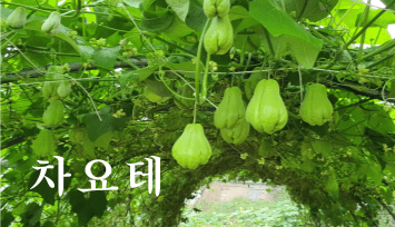 장터 상품 [차요테 1kg] 썸네일