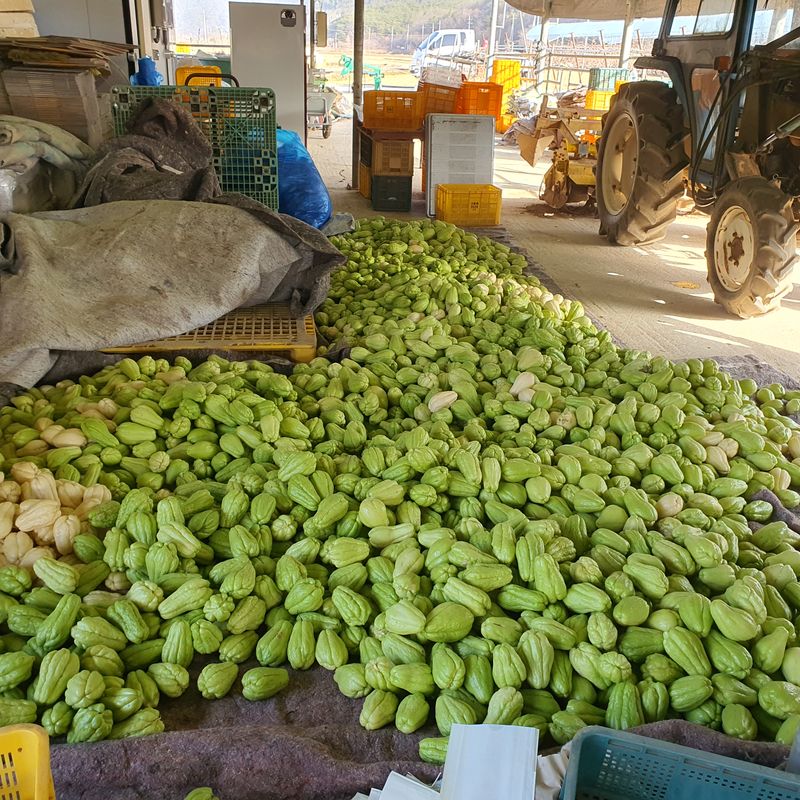 상주잡초농부 님의 장터 판매 상품 [차요테 1kg] 첨부 사진