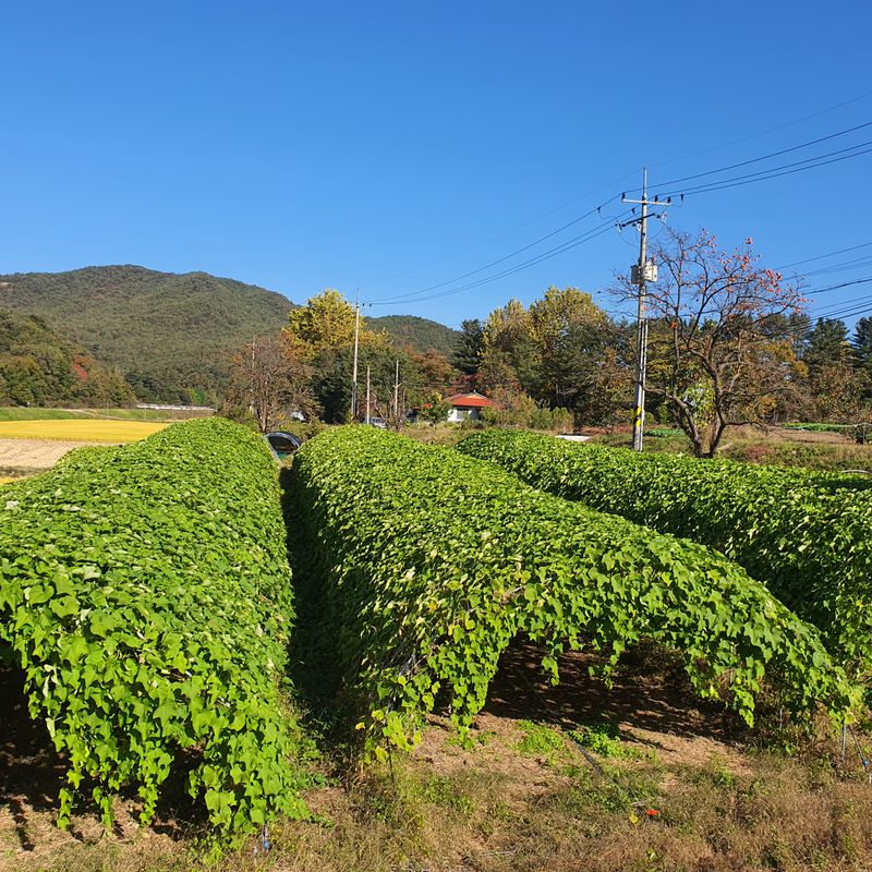 상주잡초농부 님의 장터 판매 상품 [차요테 1kg] 첨부 사진