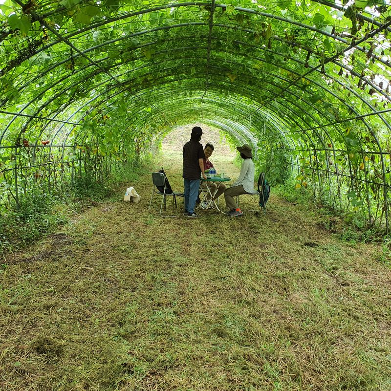 상주잡초농부 님의 장터 판매 상품 [차요테 1kg] 첨부 사진