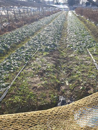 김화연님의 시금치 · 일상 작성글 사진